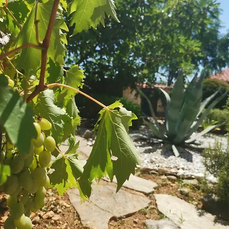 Rahela סלצה